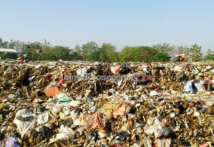 Anggaran untuk Pagar Terbatas, DLH Tanam Bambu Kuning